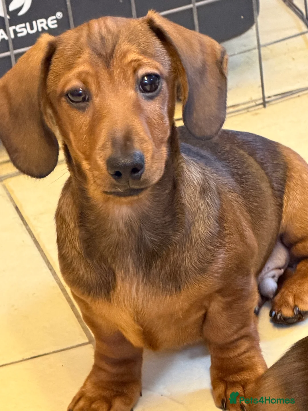 Miniature Dachshund dogs for sale: Beautiful mini dachshund puppy's now available  - Advert 5