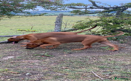 Mixed Breed dogs for sale: Dobermann x Malinois  - Image 5