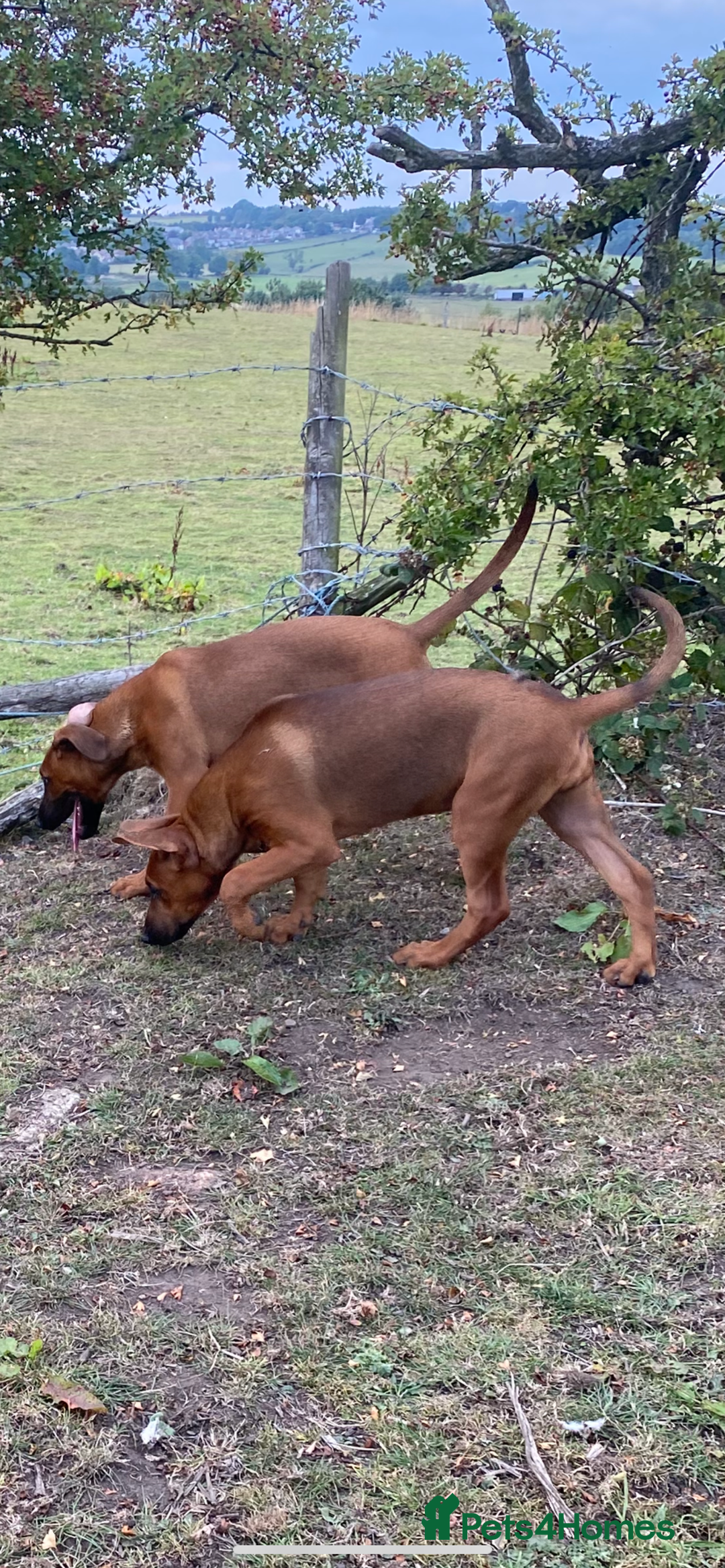 Mixed Breed dogs for sale: Dobermann x Malinois  - Image 5