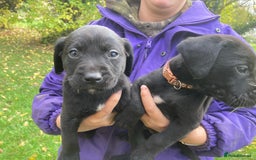 Labrador Retriever dogs for sale: Labrador Puppies from Working Parents - Image 11