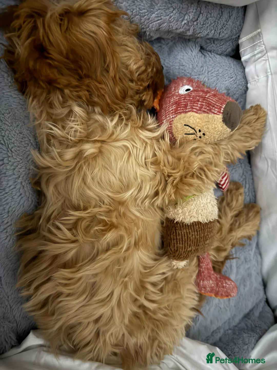 Cockapoo dogs for sale: Toy Cockerpoo looking for a loving committed home  - Advert 2