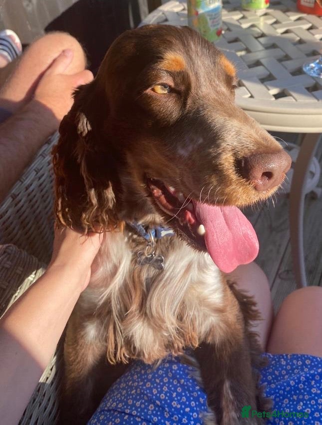 Cocker Spaniel dogs Beautiful show chocolate roan & tan dog for stud  in March - Advert 19