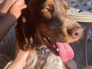 Cocker Spaniel dogs Beautiful show chocolate roan & tan dog for stud in March - Advert 6