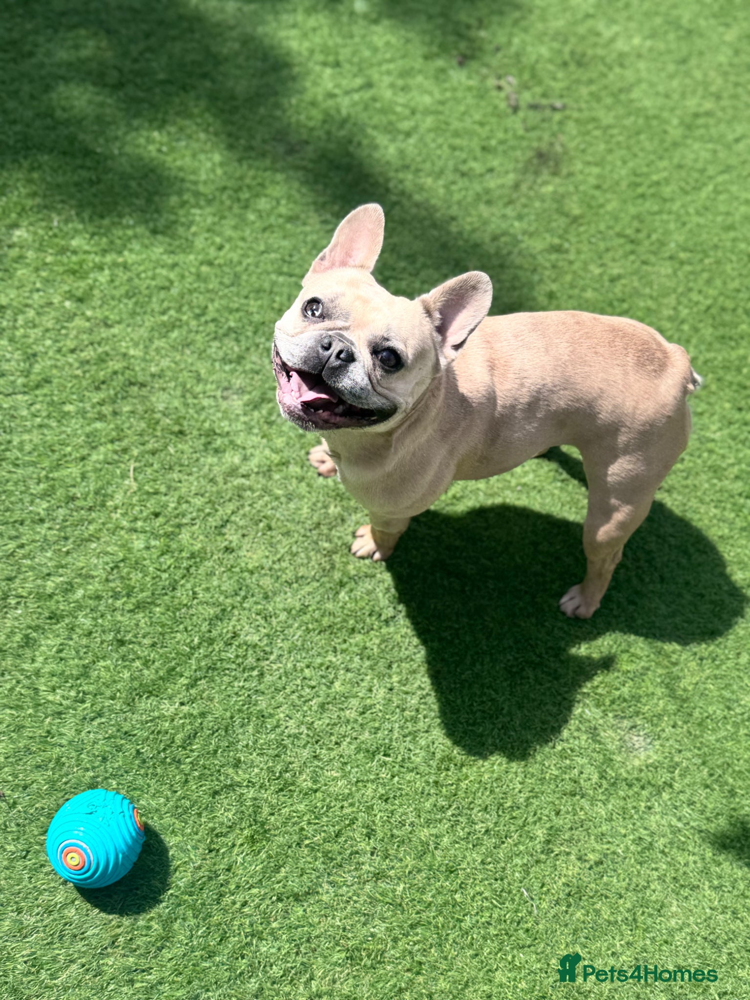 French Bulldog dogs Coco frenchie  - Advert 1