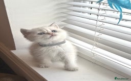 Scottish Fold cats for sale: 😻Pure breed Stunning Scottish straight angels 😻 - Image 11