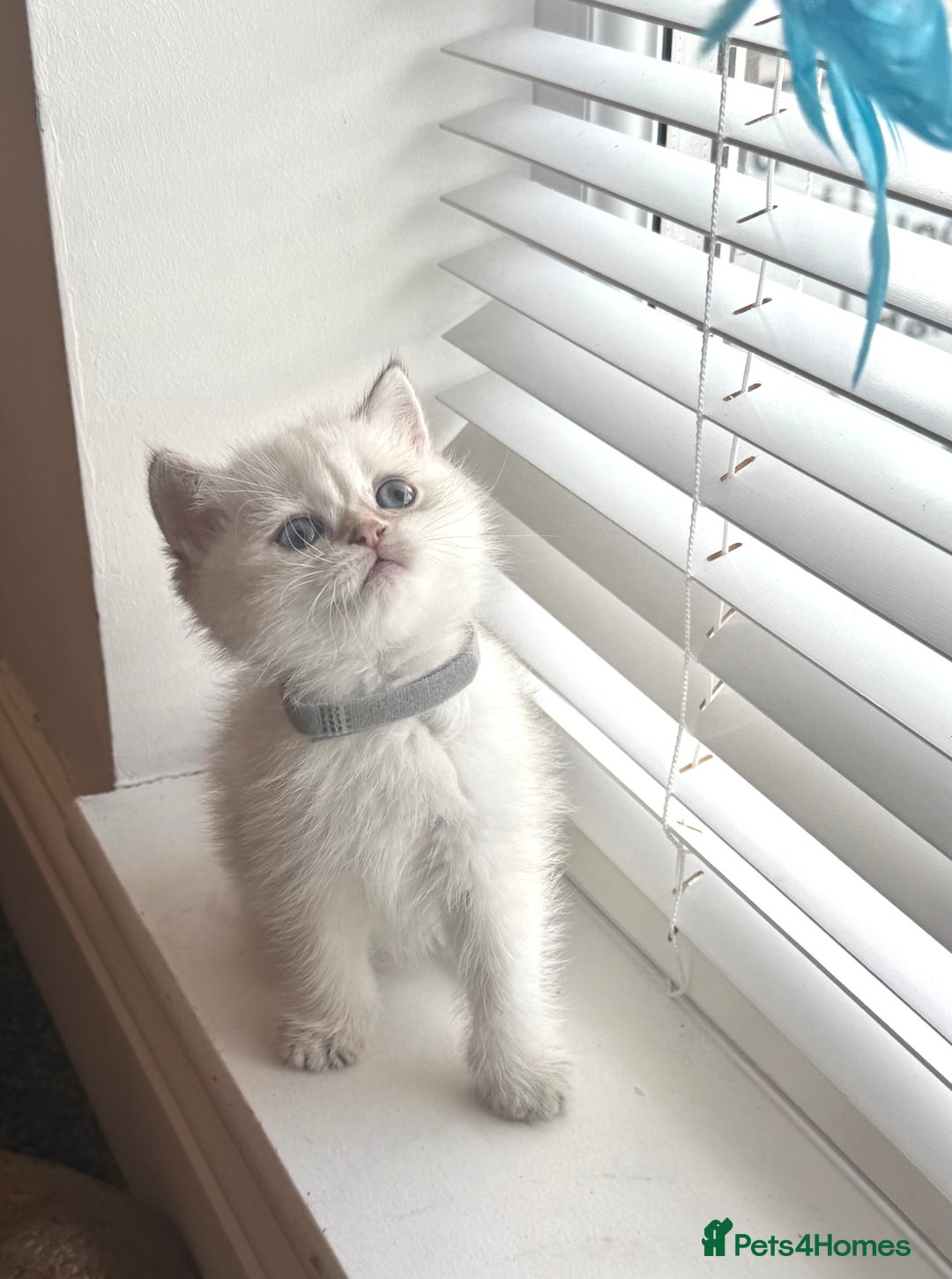 Scottish Fold cats for sale: 😻Pure breed Stunning Scottish straight angels 😻 - Image 11