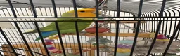 Lovebirds birds for sale: Australian lovebird  in London - Advert 4