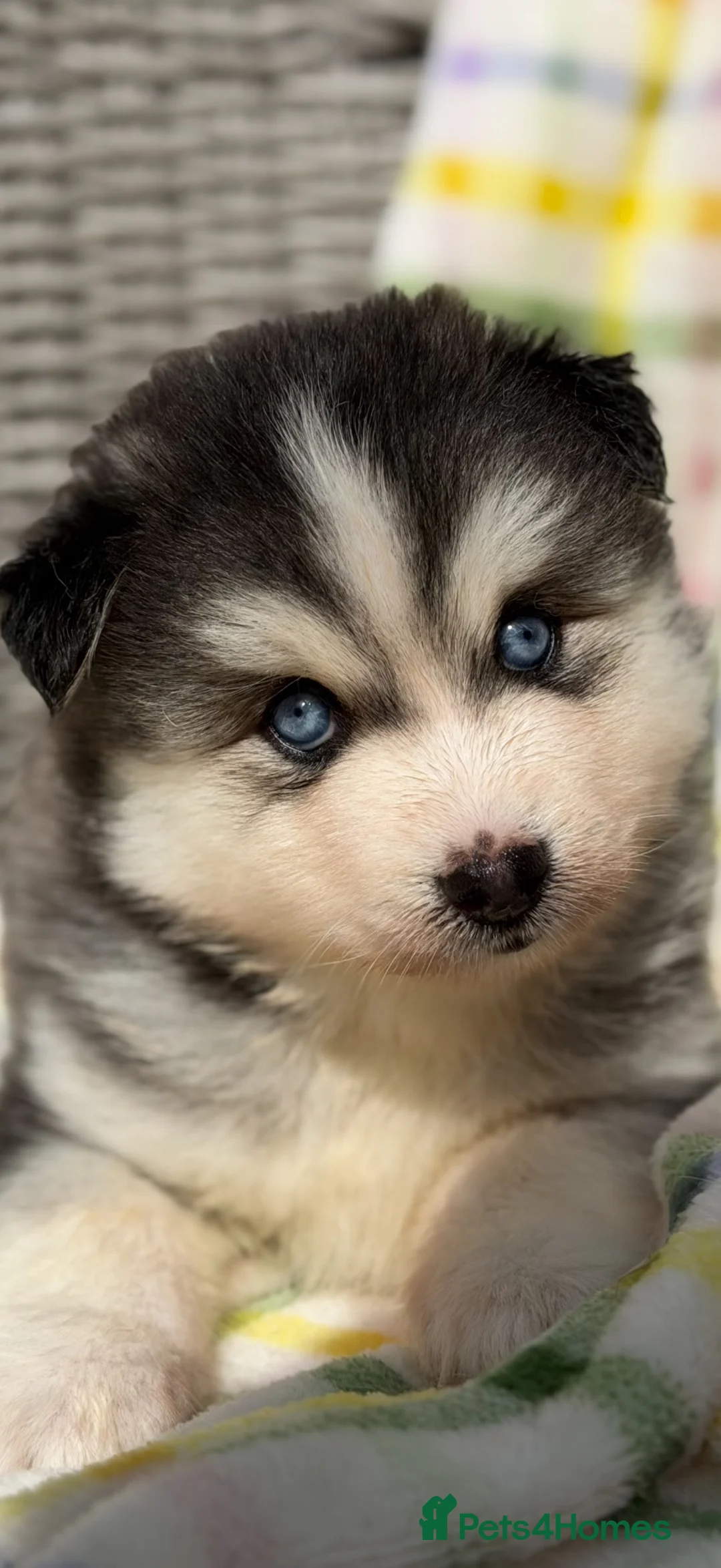 Pomsky dogs for sale: Stunning Blue Eyed Pomskies in London - ready  - Advert 2