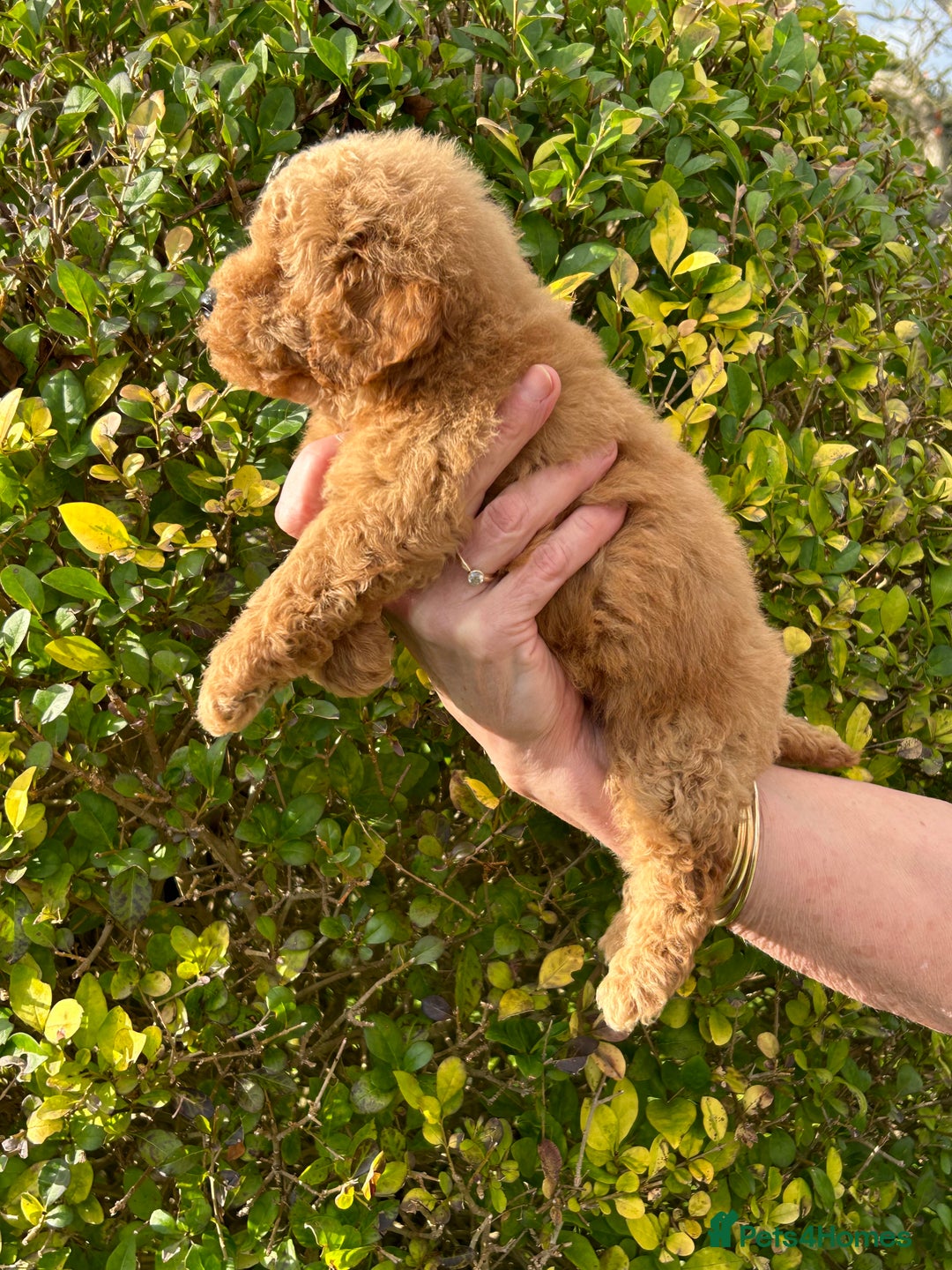 Miniature Poodle dogs for sale: Miniature poodles - Image 9