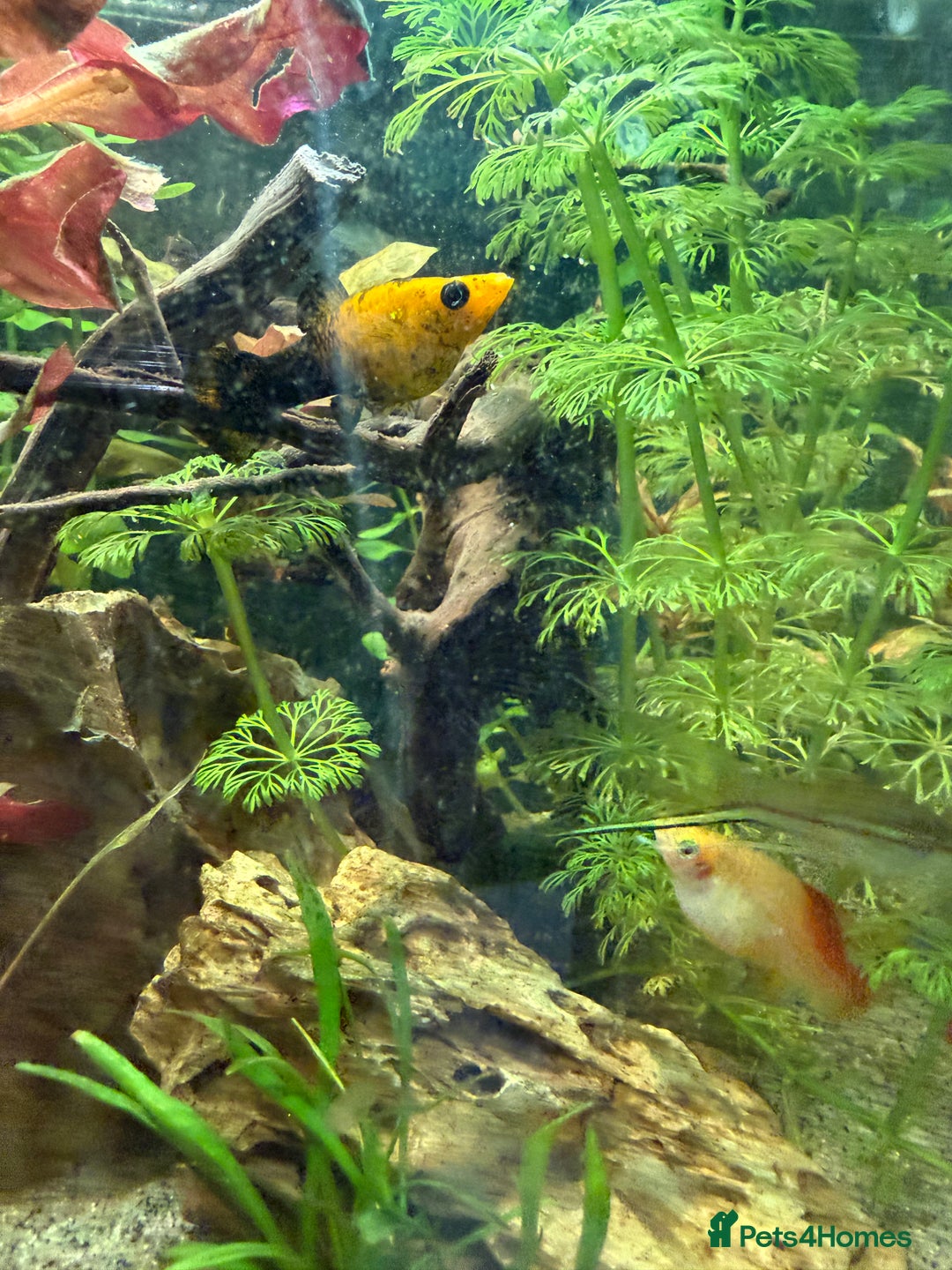 Mollies fish for sale: Mollies Need rehoming  - Advert 6