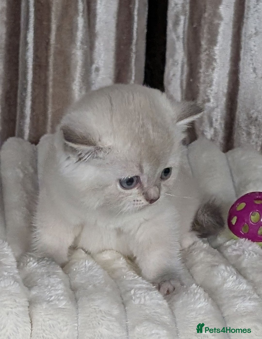 Scottish Fold cats for sale: 🐾TICA red ❣️SCOTTISH Fold•Straight - Advert 34