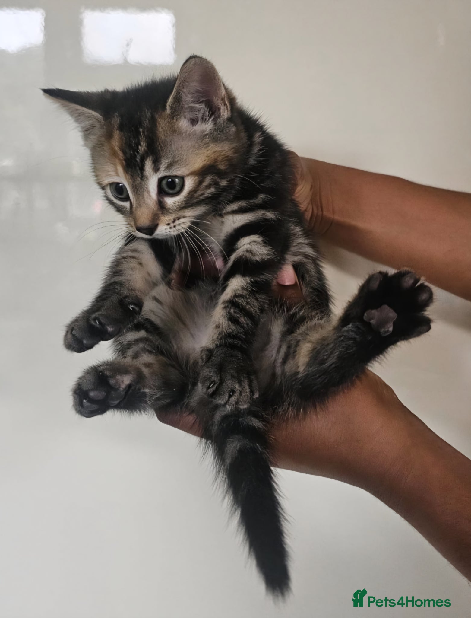 Mixed Breed cats for sale: Adorable little kittens in Westcliff-on-Sea - Advert 2