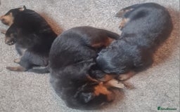 Rottweiler dogs for sale: Stunning rottweiler puppies  - Image 12