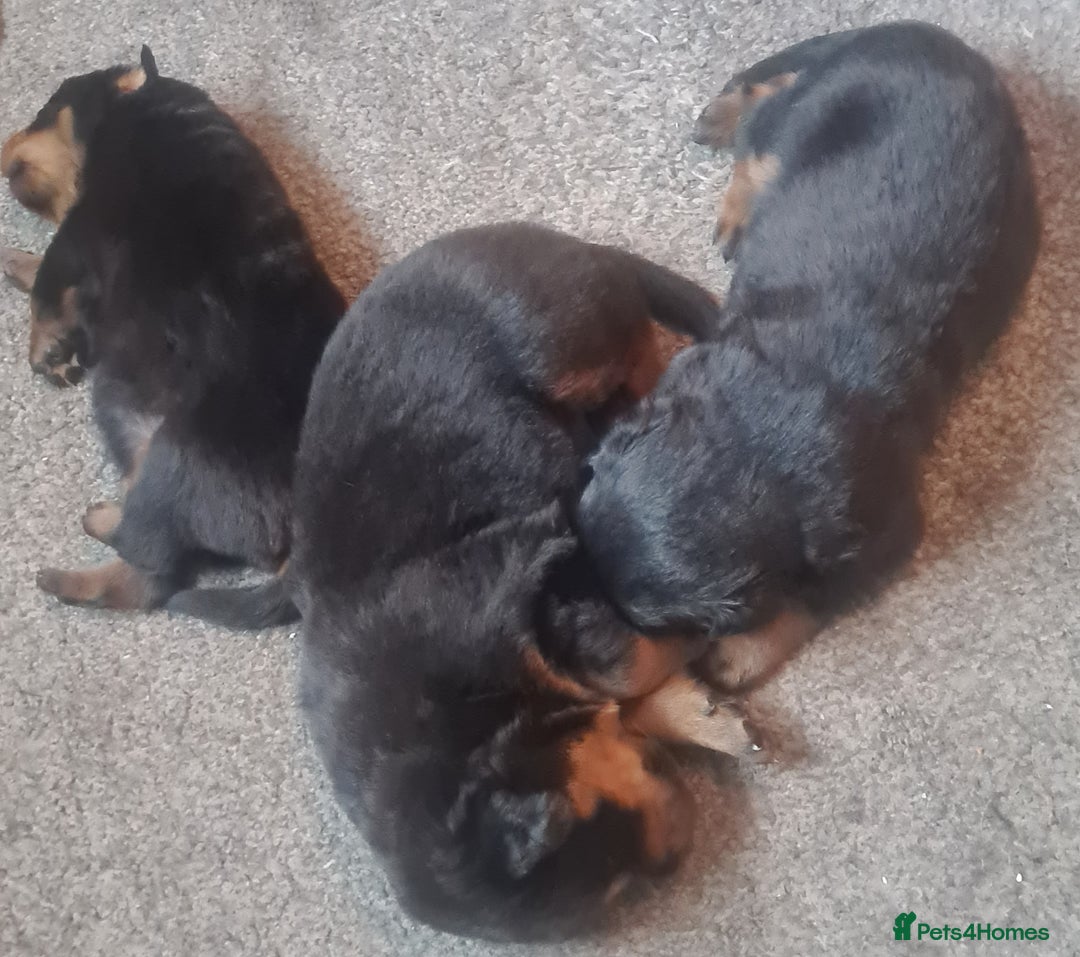 Rottweiler dogs for sale: Stunning rottweiler puppies  - Image 12