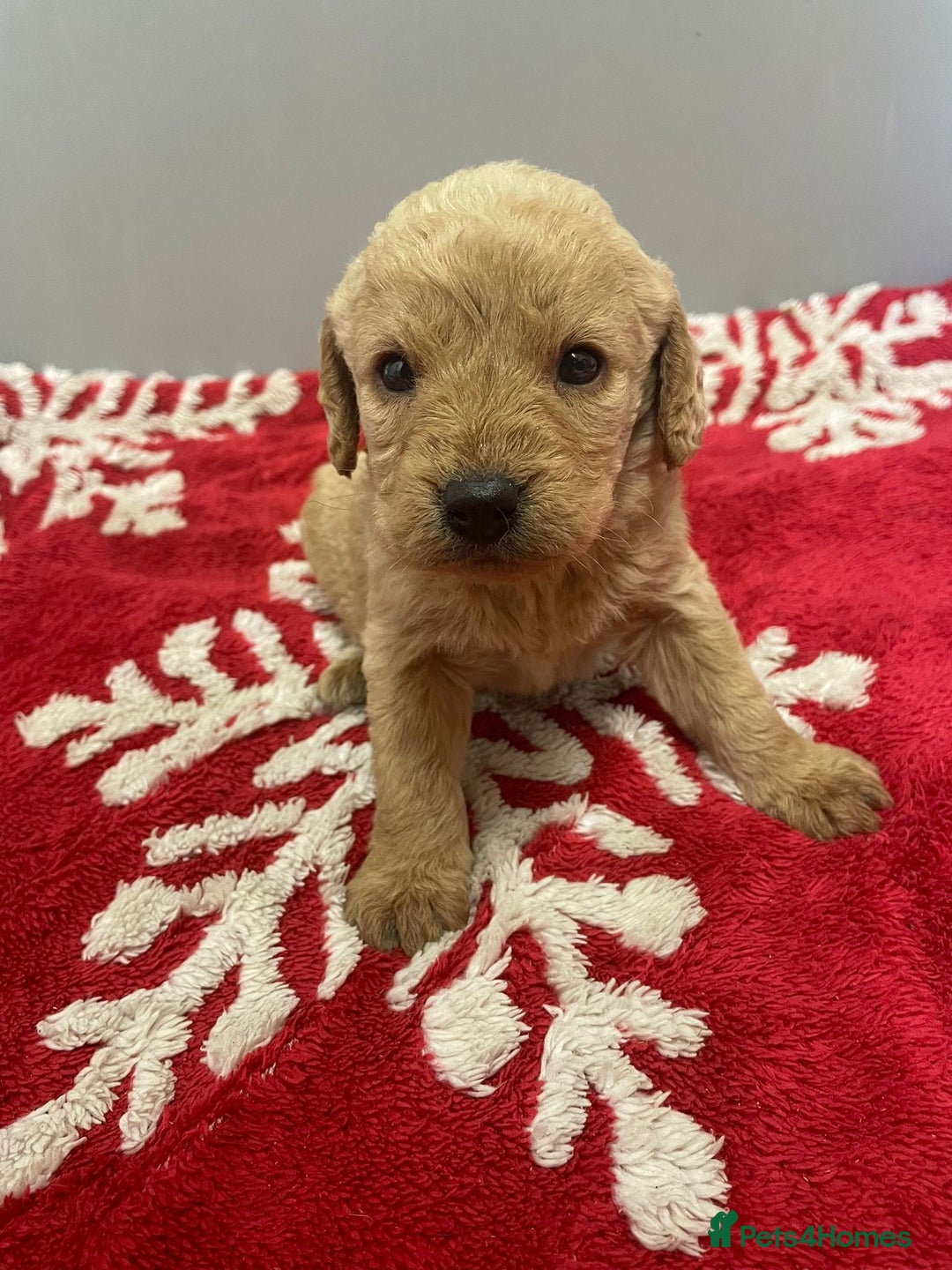 Labradoodle dogs for sale: F1 Labradoodle Puppies  - Advert 4