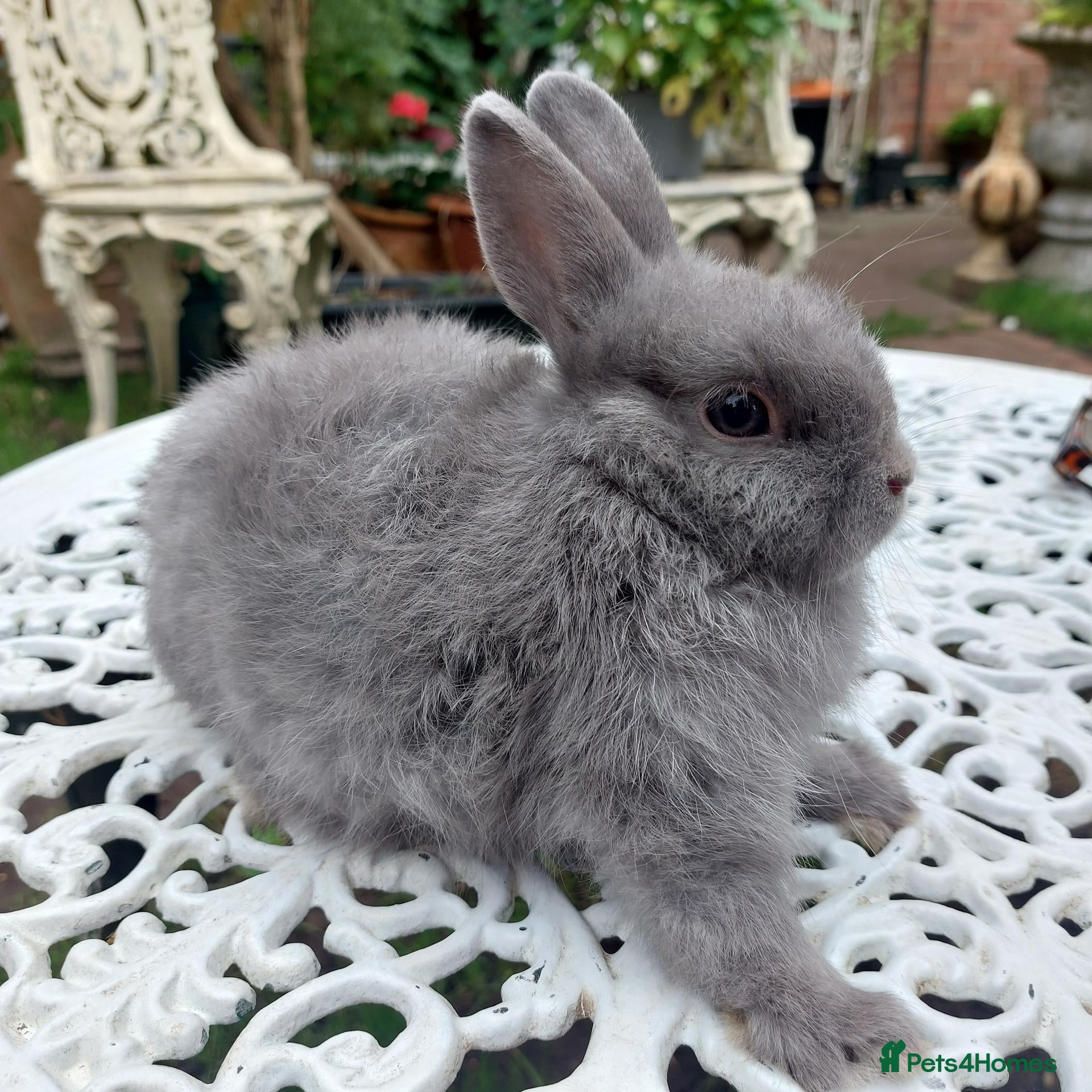 Netherland Dwarf rabbits NEATHERLAND DWARF X BABIES - Advert 2