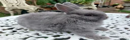 Netherland Dwarf rabbits for sale: NEATHERLAND DWARF X BABIES - Advert 2