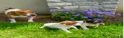 Jack Russell dogs for sale: Now available to Reserve !  - Advert 2