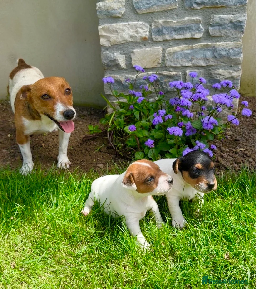 Jack Russell dogs for sale: Now available to Reserve !  - Advert 2