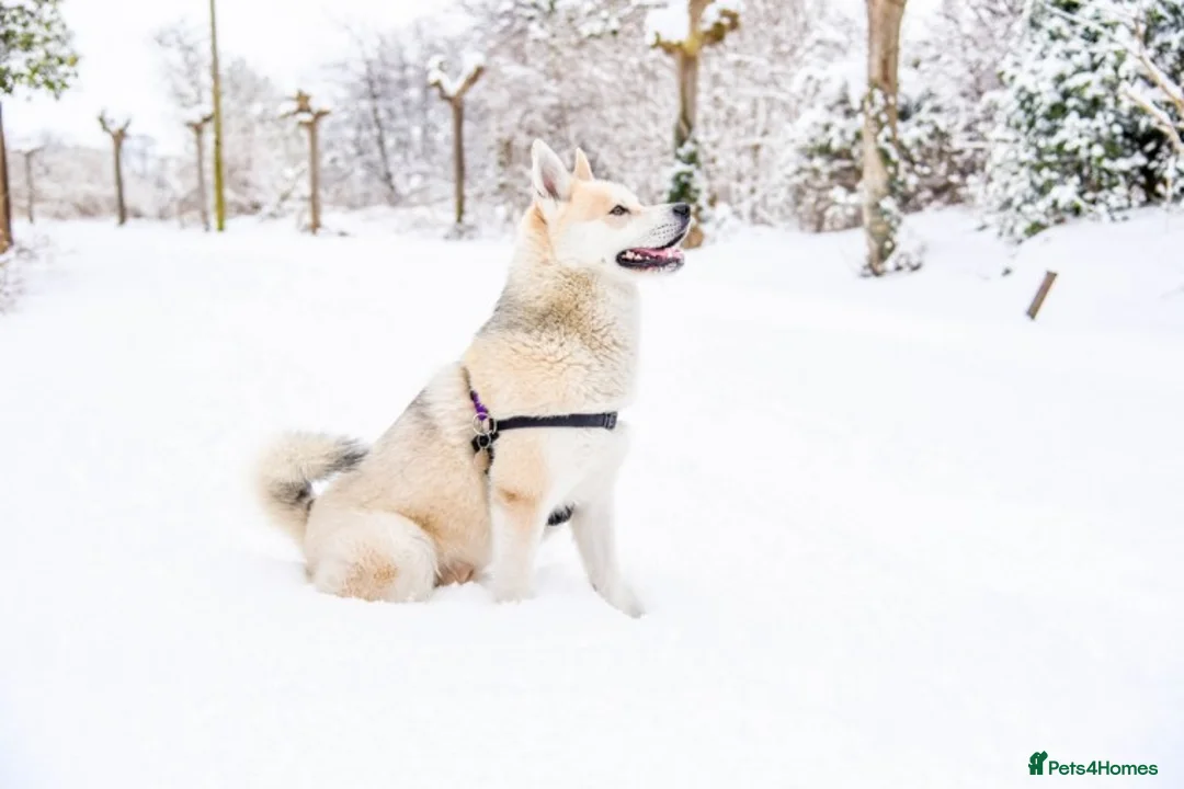 Pomsky dogs for stud: Pomsky for STUD Beautiful Husky markings in Sittingbourne - Advert 3