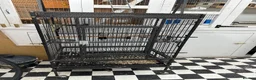 Cockatiels birds for sale: Semi tame cocktails  in Doncaster - Advert 1