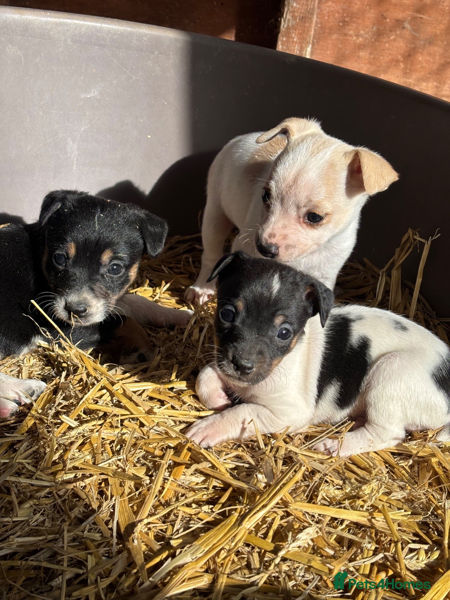 Jack Russell dogs jack Russel puppies for sale  - Advert 1