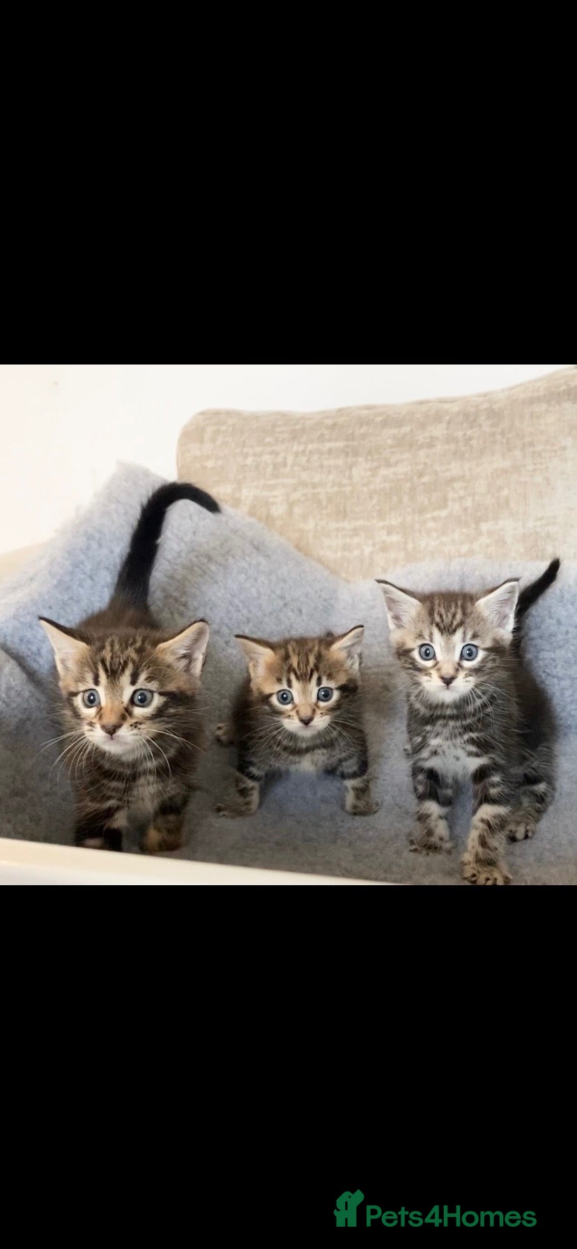 Mixed Breed cats MAINECOON X BENGAL KITTENS  - Advert 1