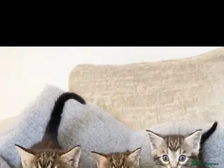 Mixed Breed cats MAINECOON X BENGAL KITTENS - Advert 3