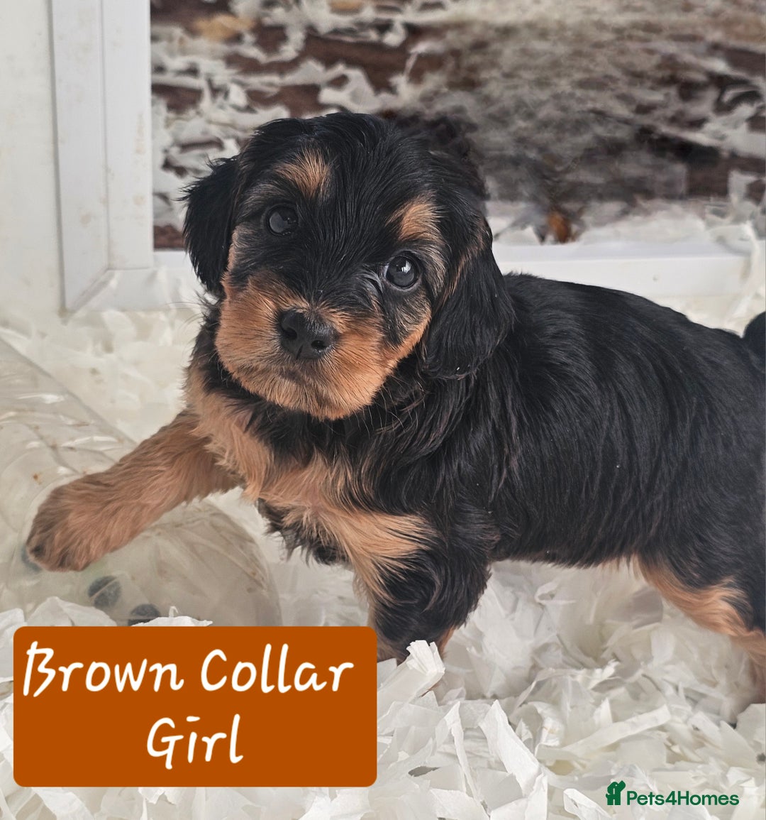 Cockapoo dogs for sale: F2 Cockapoo Puppies - Advert 10