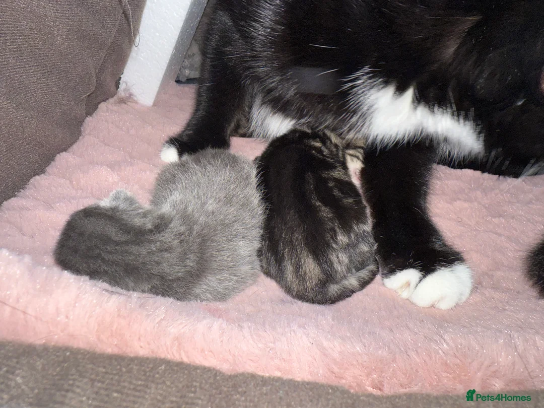 British Shorthair cats for sale: 3 cute and friendly kittens. 1 grey, 2 tabby - Advert 15