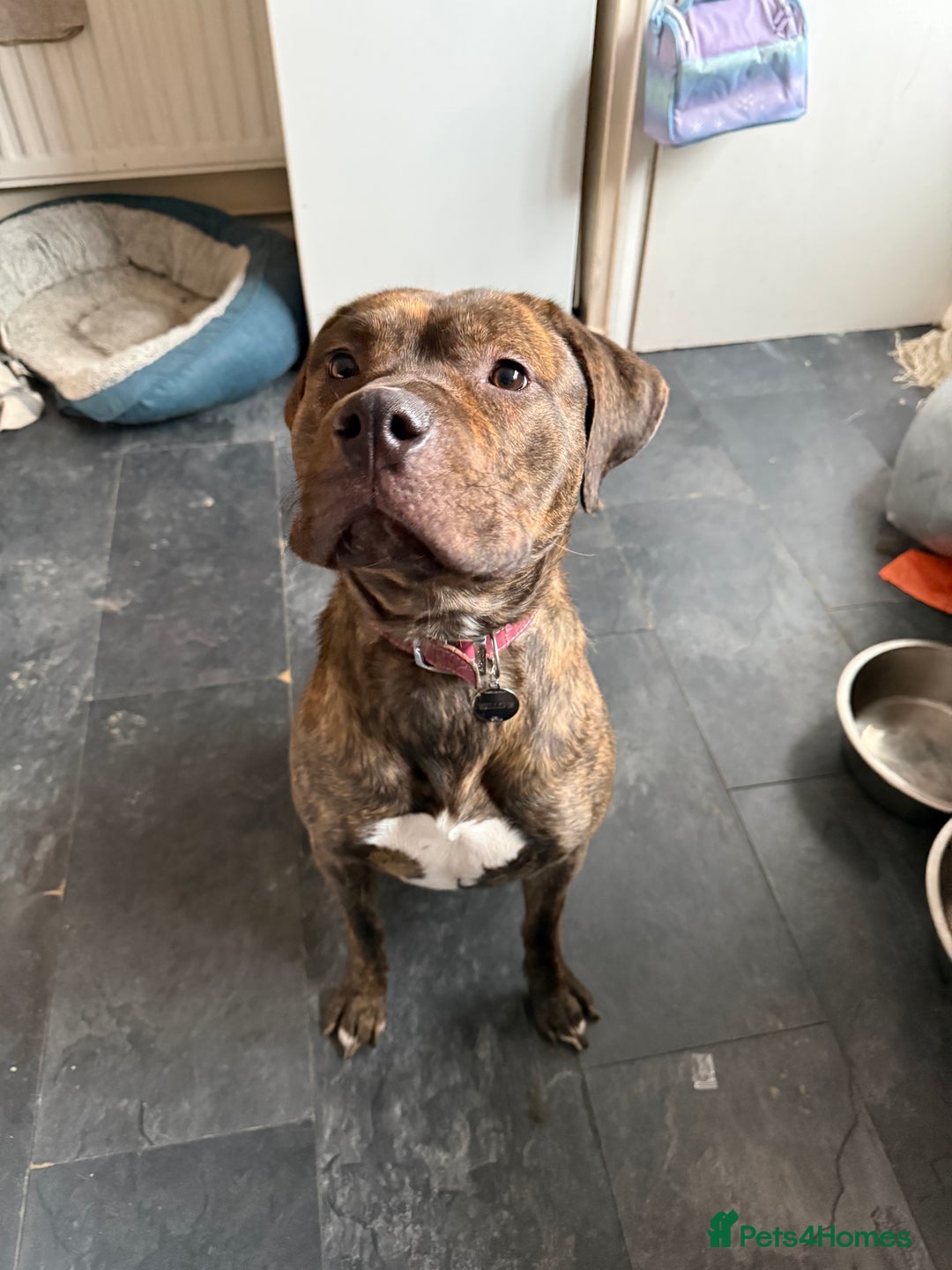 Mixed Breed dogs for sale: Staffxlab - Advert 3