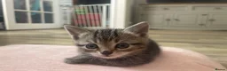 Mixed Breed cats for sale: 8 Beautiful Kittens for sale  - Advert 11