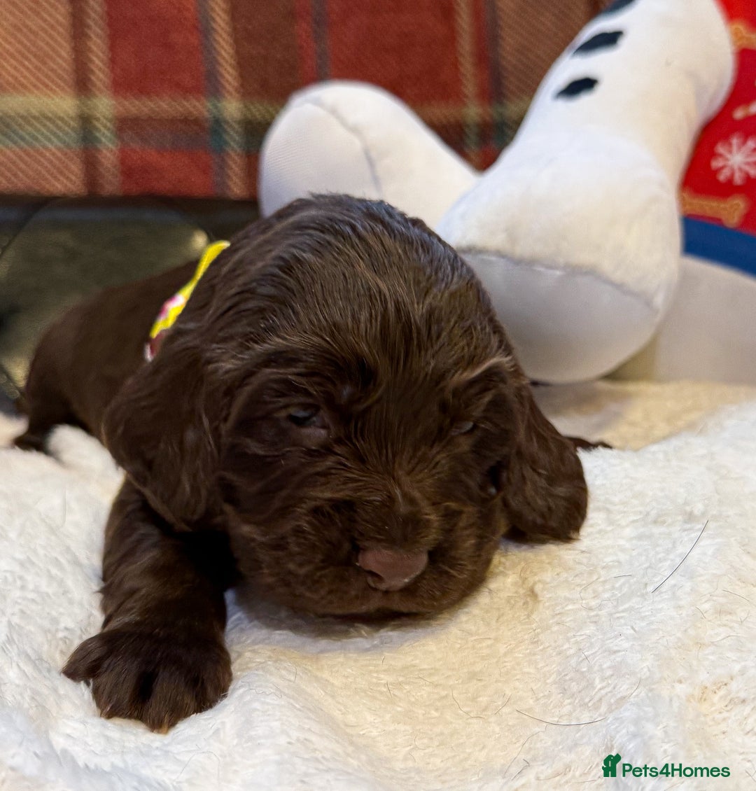 Cocker Spaniel dogs for sale: stunning chocolate and tri kc cocker spaniels - Advert 18