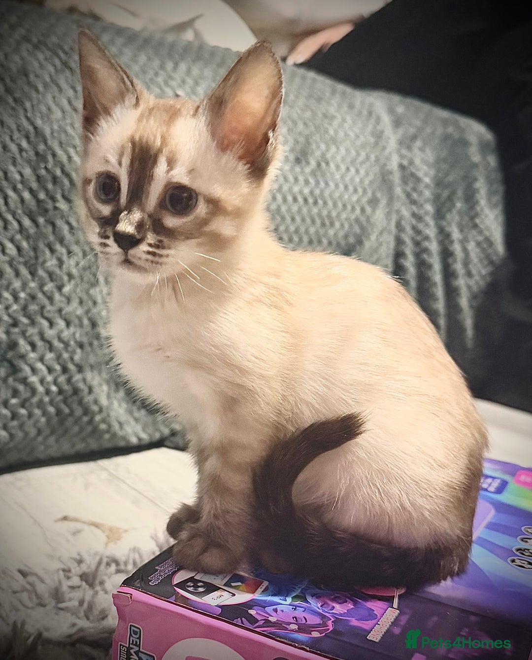 Bengal cats for sale: 🌟Seal Charcoal Spotted Lynx Snow Bengal🌟  - Advert 1