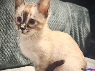 Bengal cats 🌟Seal Charcoal Spotted Lynx Snow Bengal🌟 - Advert 1