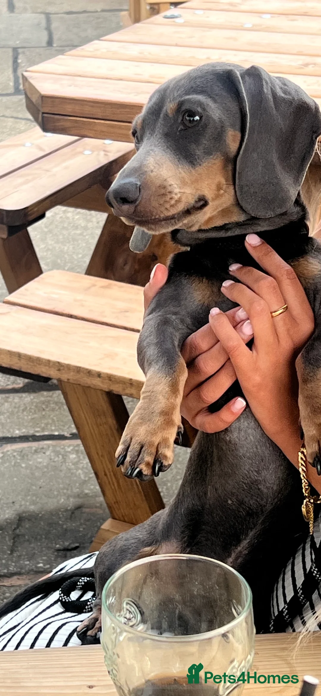 Miniature Dachshund dogs for stud: 🐾HUGO THE BOSS (KC REG & PRA CLEAR) PROVEN STUD🐾 in Manchester - Advert 36