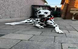 Dalmatian dogs for stud: Handsome boy for stud in Doncaster - Image 12