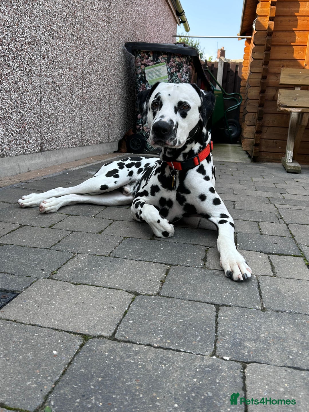 Dalmatian dogs for stud: Handsome boy for stud in Doncaster - Image 12