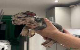French Bulldog dogs for sale: 4 PUPPYS LEFT 🤍 French bulldog puppies 🤍 - Image 3