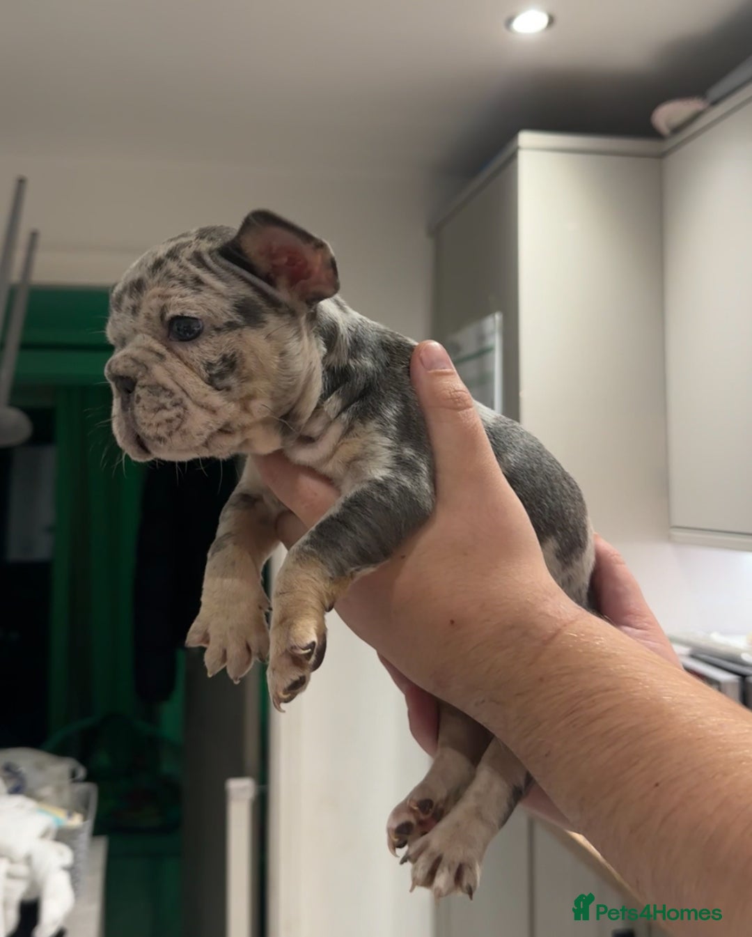 French Bulldog dogs for sale: 4 PUPPYS LEFT 🤍 French bulldog puppies 🤍 - Image 3