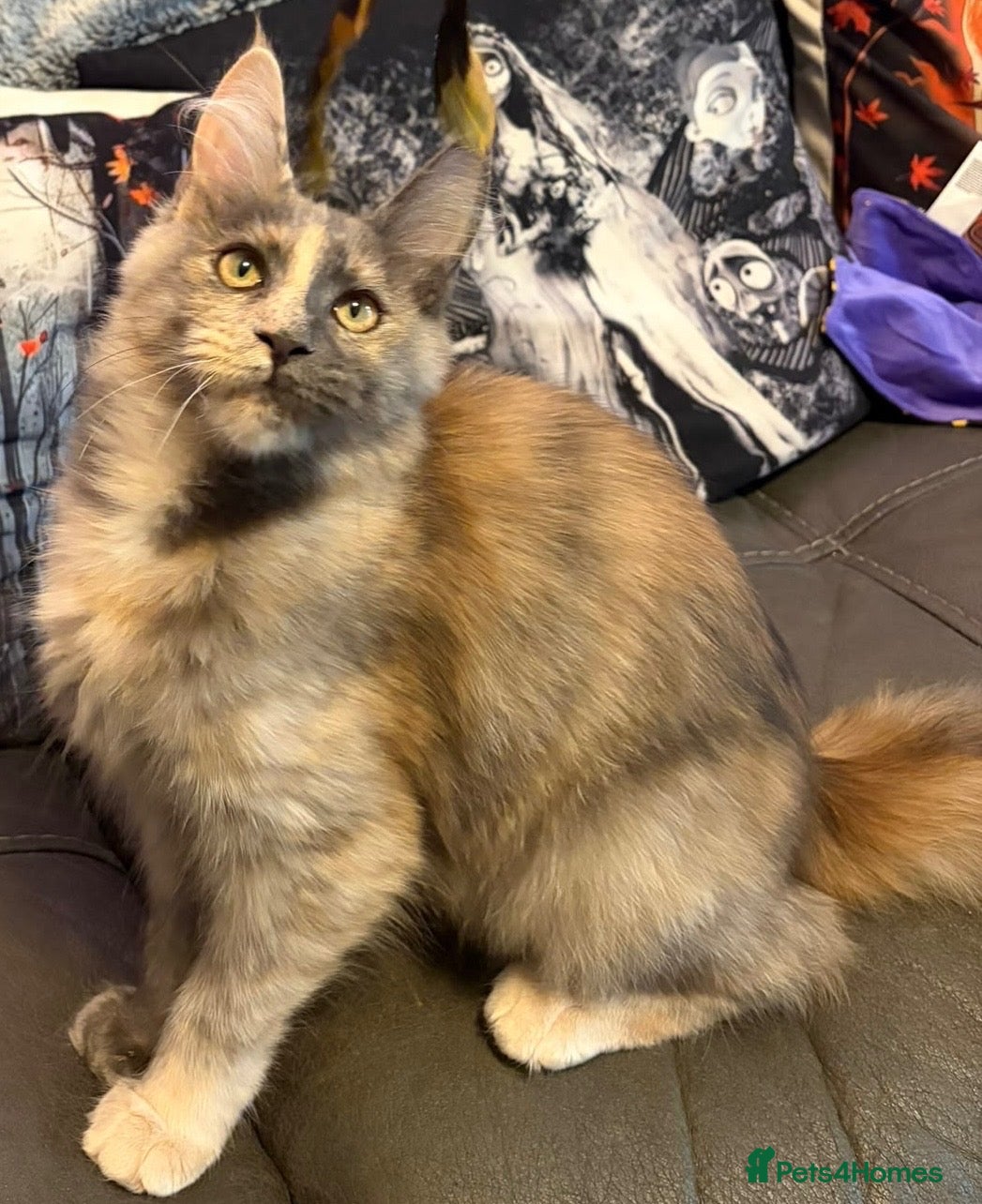 Maine Coon cats Reduced XL TICA Maine Coon Kitten active possible  - Advert 1