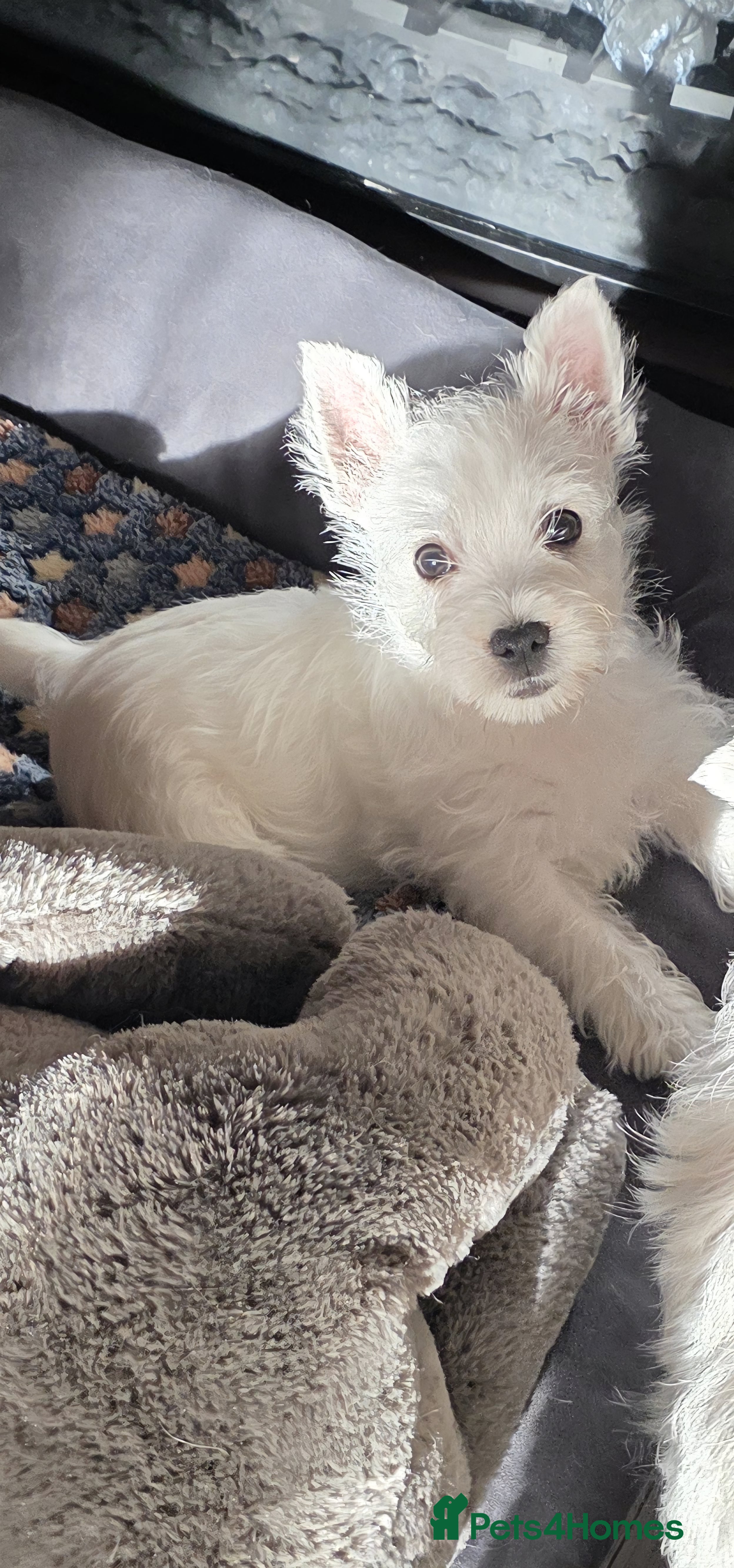 West Highland Terrier dogs FULLY VACCINATED KC BOY  - Advert 3