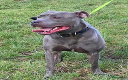 Staffordshire Bull Terrier dogs for stud: STUD…. Blue Siras champion bloodlines  in Stroud - Image 1