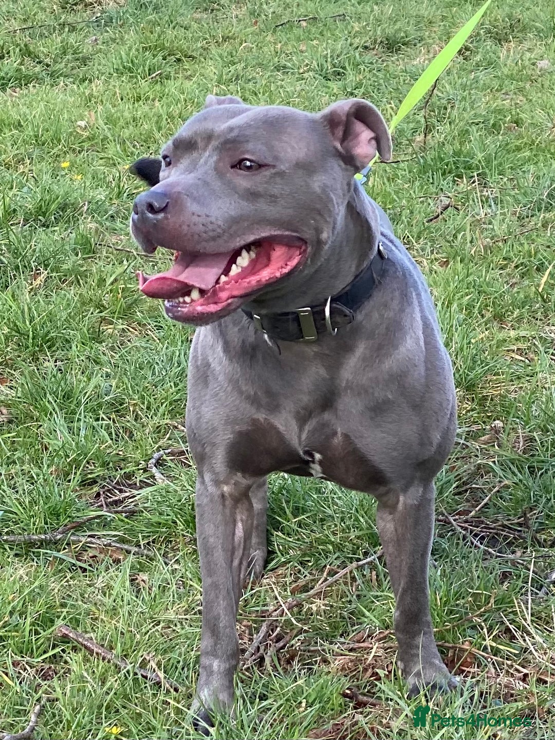Staffordshire Bull Terrier dogs for stud: STUD…. Blue Siras champion bloodlines  in Stroud - Image 1