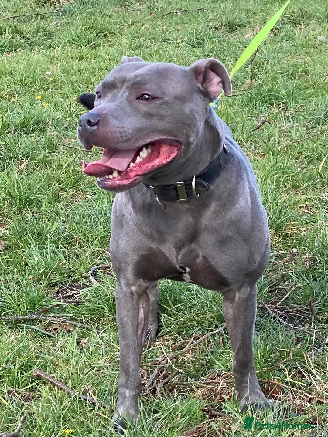 Staffordshire Bull Terrier dogs for stud: STUD…. Blue Siras champion bloodlines  in Stroud - Advert 1