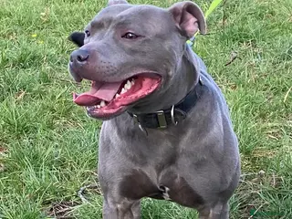 Staffordshire Bull Terrier dogs STUD…. Blue Siras champion bloodlines in Stroud - Advert 18