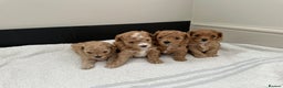 Maltipoo dogs for sale: Rare maltipoo puppies please read description  - Advert 11