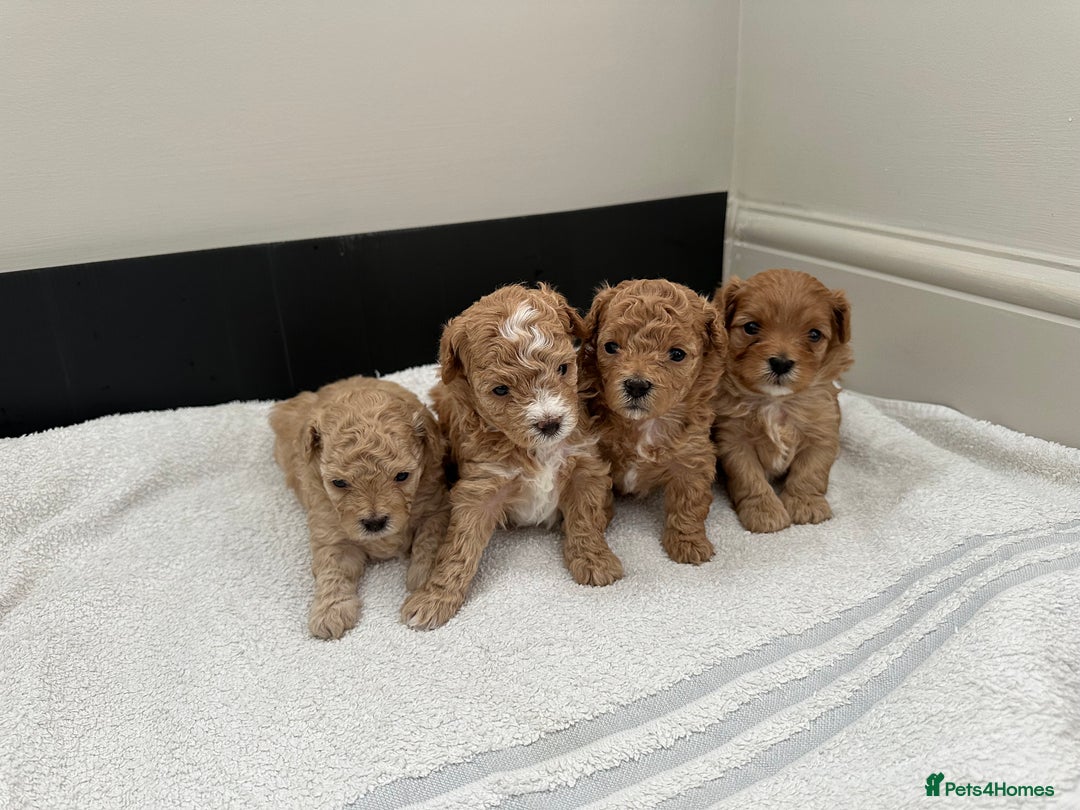 Maltipoo dogs for sale: Rare maltipoo puppies please read description  - Advert 11