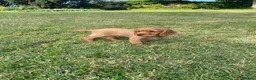 Cocker Spaniel dogs for sale: Cocker spaniel puppies - Advert 3