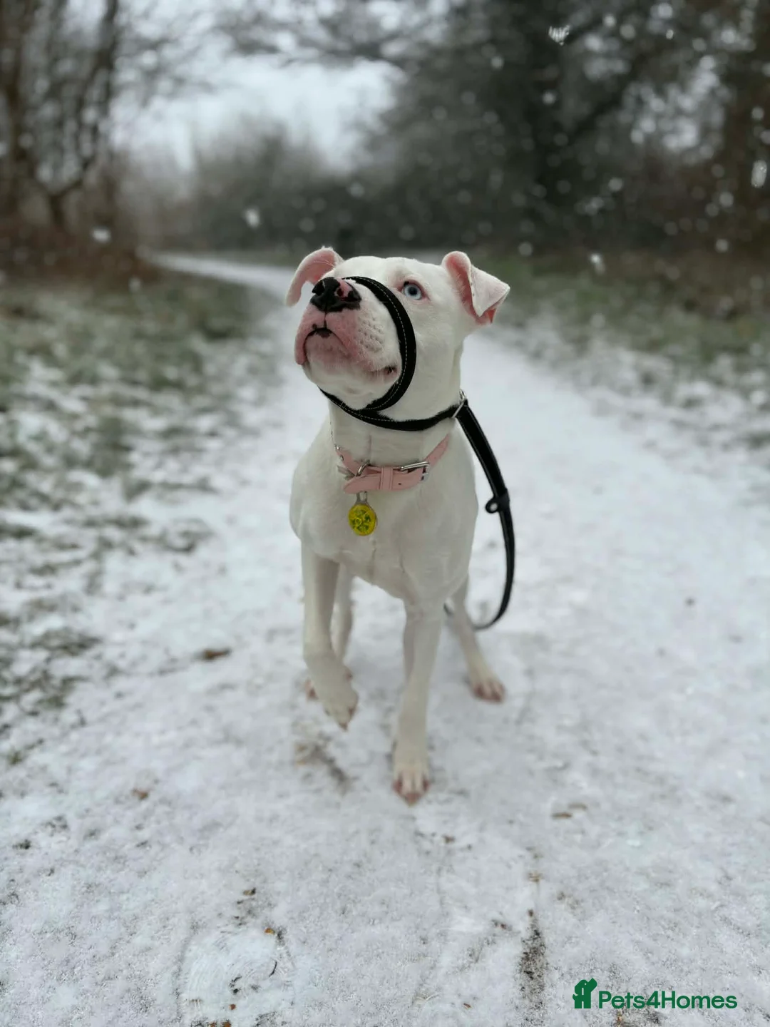 Staffordshire Bull Terrier dogs for sale: Blue eyed staffy - Advert 2